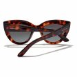 Ladies Sunglasses Hyde Hawkers Brown Hot on Sale