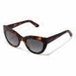 Ladies Sunglasses Hyde Hawkers Brown Hot on Sale